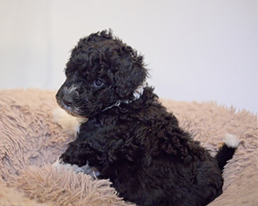 PWD Puppy coming soon